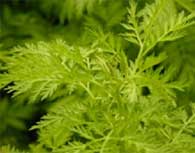 artemisia artemisia