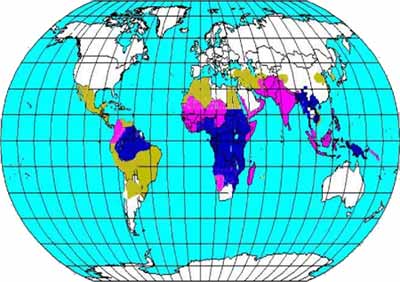 worldmap_malaria worldmap_malaria