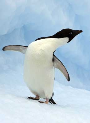 adelie_penguin adelie_penguin